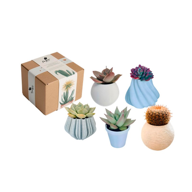 Suculentas O Cactus Mixtos En Box Ecológico  - Merchandising corporativo personalizable