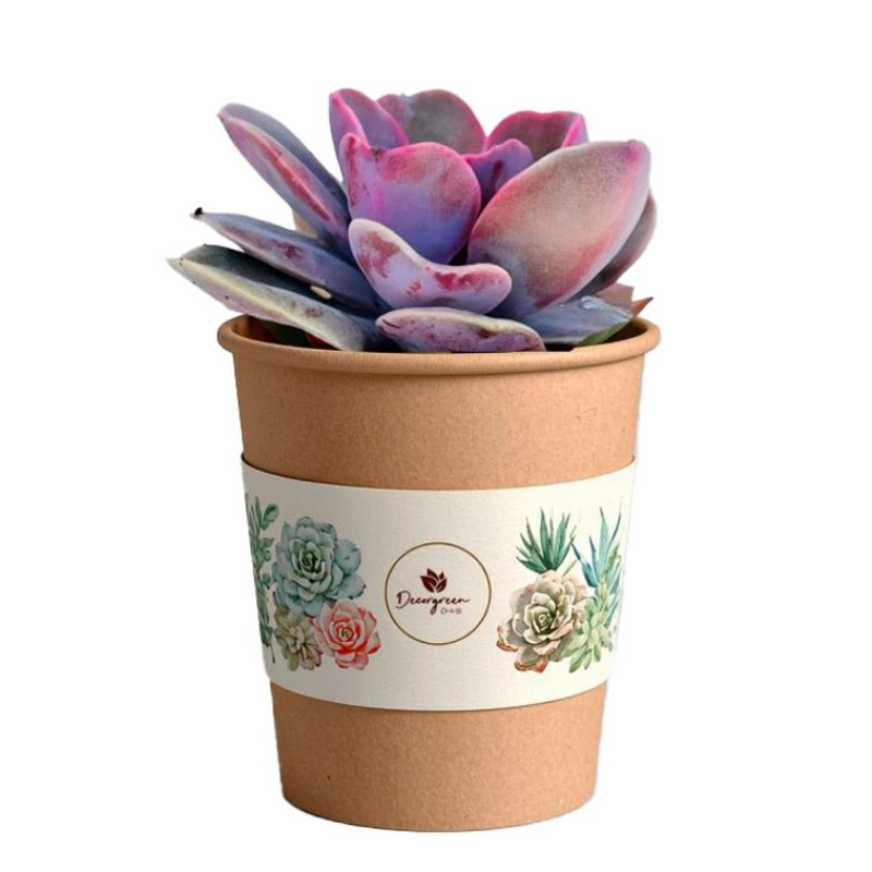 Ecoshot Suculenta Día De La Mamá - Merchandising corporativo personalizable