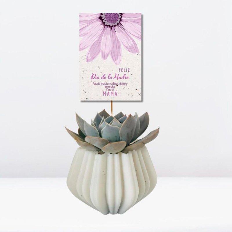 Suculentas Echeverias Macetas Ecologicas - Merchandising corporativo personalizable